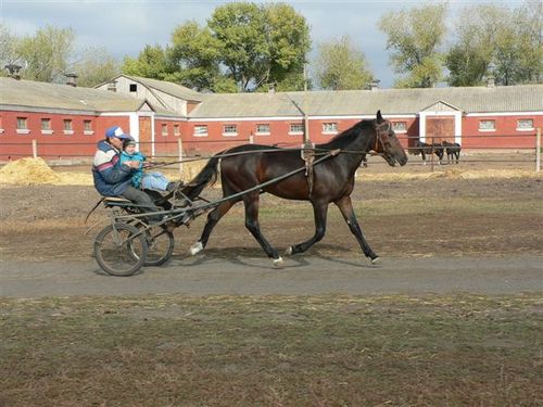 В Запорожской области работникам конного завода задолжали 580 тысяч гривен