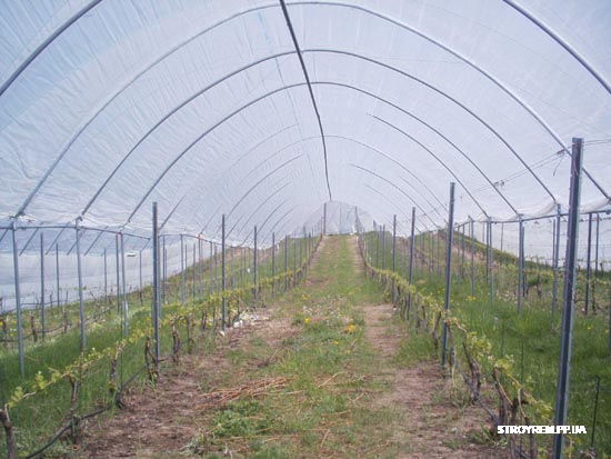 В Запорожской области незаконно приватизировали «Тепличный комбинат»