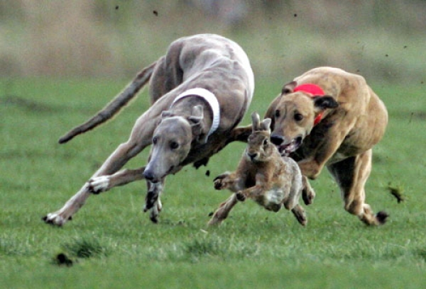 Украинский фактор, третий - лишний в президентской гонке