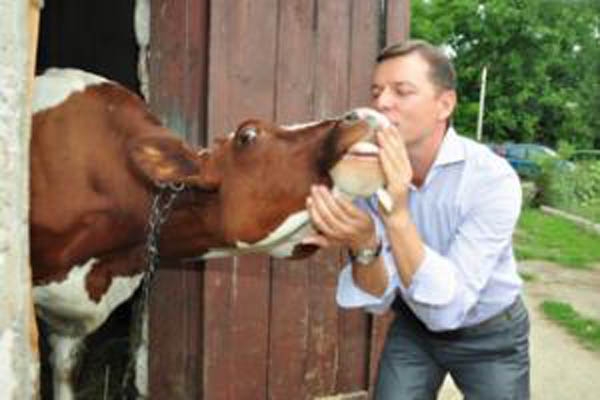 Феномен Ляшко, или Жириновский с коровой