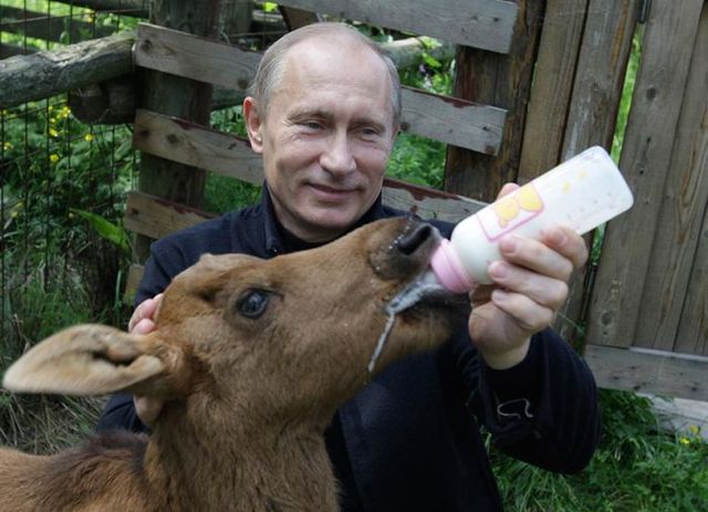 Януковичу доїли антилопу, щоб у нього стояв на Полежай