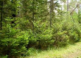 Участки в зеленой зоне «Маяк» принадлежат прокурорам, СБУ-шникам, и ген-директору «Нибулона»