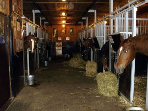 Под Мариуполем нашли конюшню Виктора Януковича