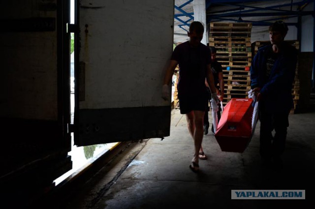 Путинские КамАЗы вывозят трупы боевиков