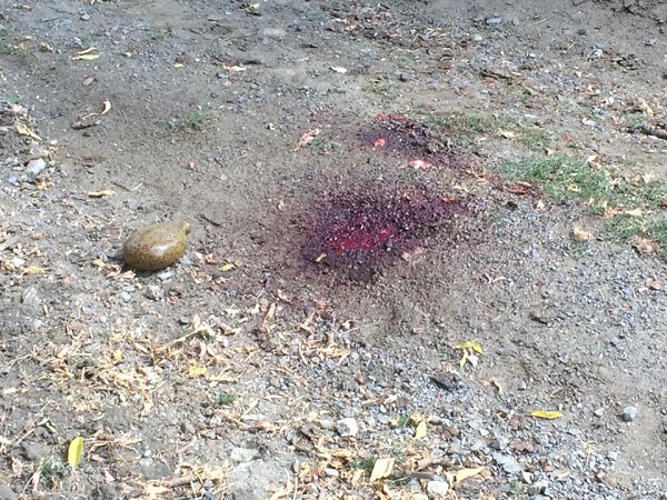 800 загиблих, 11 камазів тіл. Де жалоба, президенте?!