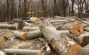 Коррупция и лесоповал: как в Херсоне местные чиновники уничтожают деревья