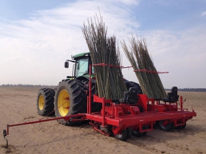 На Київщині посадили найбільшу в Європі плантацію енергетичних рослин
