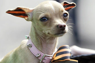 Жириновский хочет запретить "колорадскую" ленточку в России