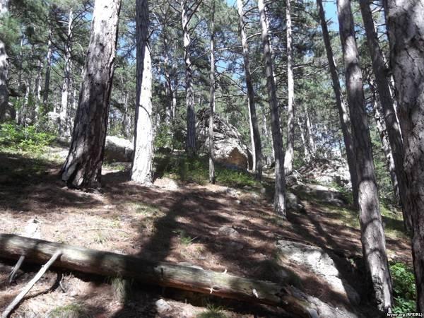 Крым: цапли «эмигрируют» на материк