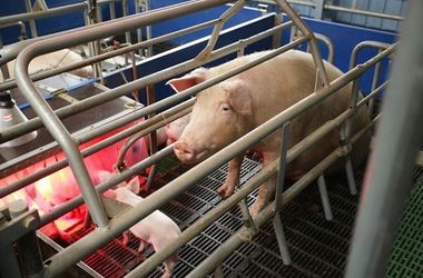 К Генпрокуратуре привезли зоопарк Януковича