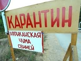 В Киевской области зафиксирована чума свиней