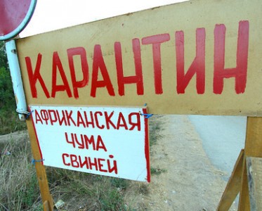 Кто заработает на африканской чуме свиней