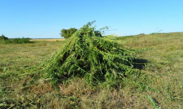 В Луганской обл. правоохранители уничтожили плантацию конопли площадью 2 га, - СБУ