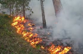 “Чорнобильська пуща“ знову загорілась