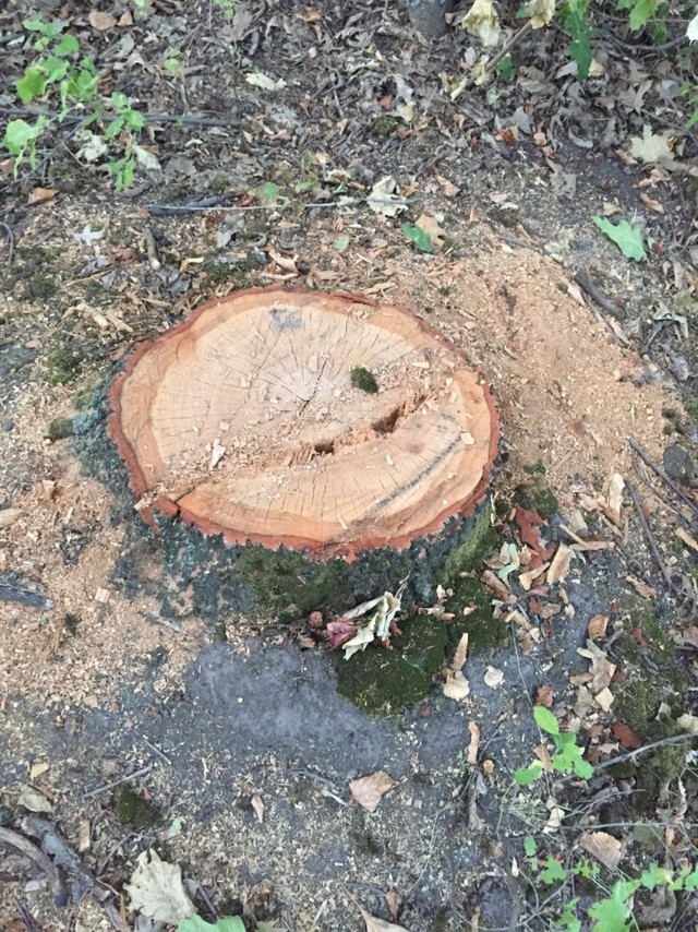Нардеп Македон кришує вирубування червонокнижного дубу на Ямпільщині