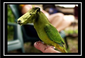 Як оточення Кернеса отримало Кінний ринок