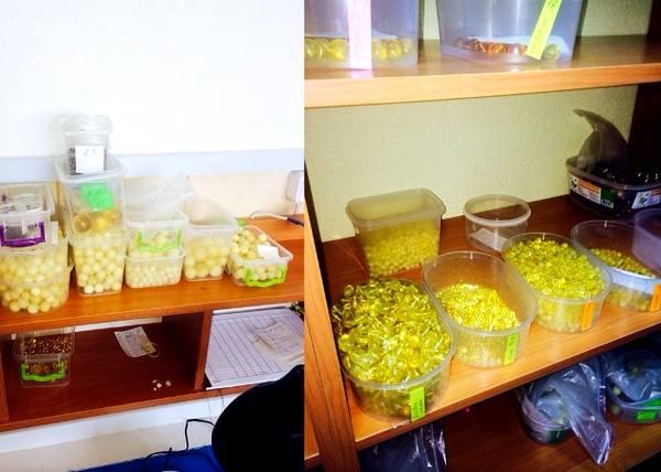 Как официально отмывают янтарные миллионы