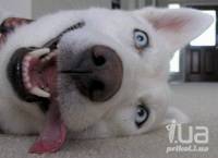 Приватизация пока скончалась…