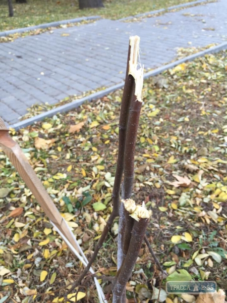 В Одессе уничтожили аллею Небесной сотни: опубликованы фото