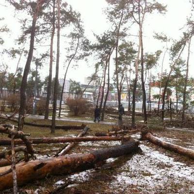 «Легкие» Киева в опасности: В Днепровском районе для очередной застройки целенаправленно травят сосны