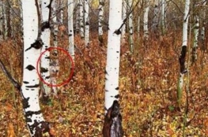 То, что ученые обнаружили в чернобыльском лесу, шокировало весь мир!