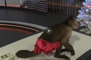 Обезьяна в прямом эфире предсказала рост рубля