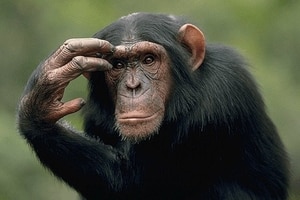 Он наступил: астролог Влад Росс рассказал, что делать в первый день года Обезьяны