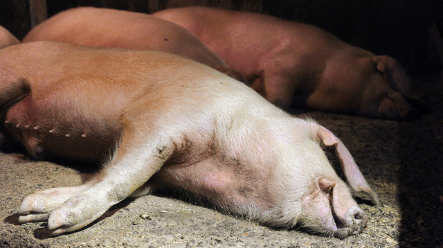 Воздушное пространство Крыма пропитано «невыносимой вонью» — жители с. Чистенькое