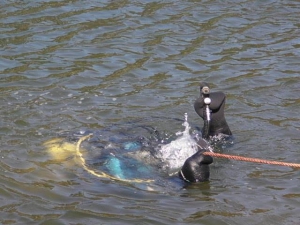 Пропавшего с BlaBlaCar парня ищут водолазы, – полиция