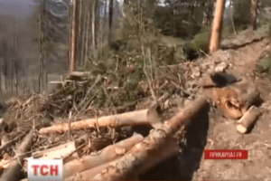 Как убивают Карпаты: на видео сняли тотальное уничтожение лесов в горах