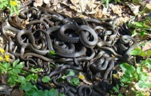 “Существование этого гадюшника в Украине просто опасно для нашего государства”, – блогер о Московском патриархате