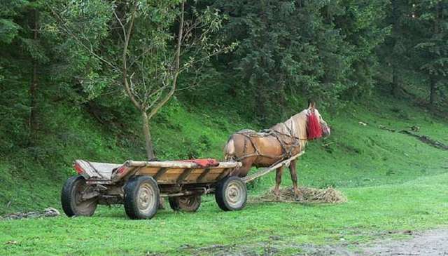 В Житомирской области перевернулся гужевой воз: трое жертв