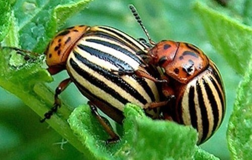 Под предлогом "чистки рядов" фактически осуществляется передел криминального рынка в ОРДО – Тымчук