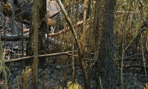 Селяне привязали к дереву и пытались сжечь заживо 16-летнего парня