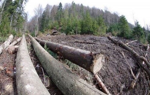 Томенко: Команда Яценюка очолює "лісову мафію"?