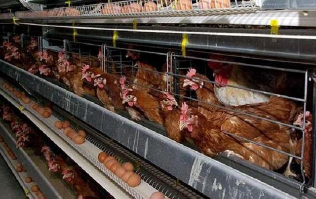 За дві години у птахофабриці на Львівщині згоріло майже 20 тисяч курей