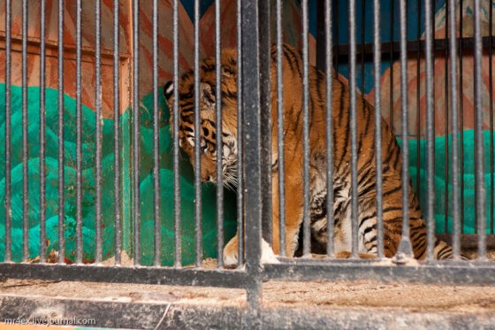 В Украине запретили передвижные зоопарки и выставки диких животных