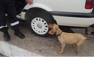 Контрабандисты убили пограничного пса, вынюхавшего их сигареты стоимостью 2 млн грн