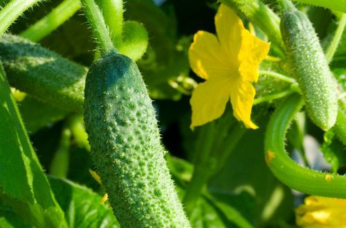 В разгар сезона вдвое взлетели цены на популярный овощ. ИНФОГРАФИКА