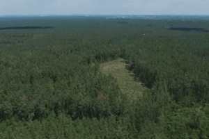 Прокуратура оставила Пшонке и Арбузову тысячи гектаров леса