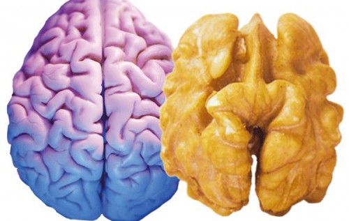 Ореховый бизнес как наглядный пример, почему в Украине не идут реформы