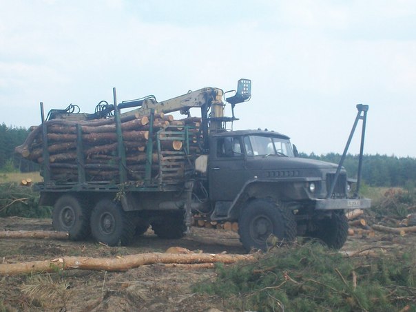 У Львівській області процвітає контрабанда лісу в Румунію