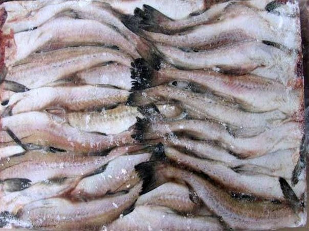 Паразити-годувальники: Українські тюремники переплатили 30 мільйонів за рибу з личинками