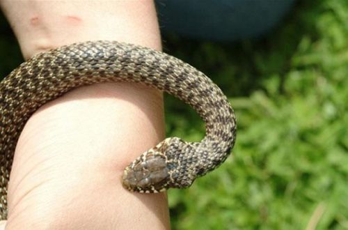 Нашествие змей на Львовщине: за день двое местных жителей попали в реанимацию