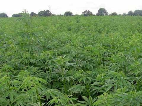 На Луганщині фермери вирощували коноплі для фінансування “ЛНР”