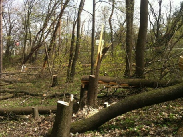 В Киеве начали уничтожать заповедное урочище Бычок: построят офисы и заправку