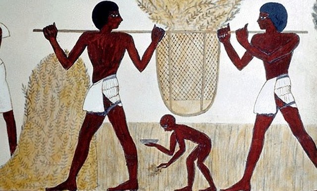 Хлебное место. Египет отказывается от импорта украинской пшеницы