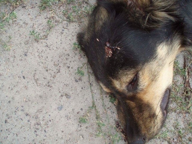 В Киеве неизвестные жестоко убили собак: полиция завела дело