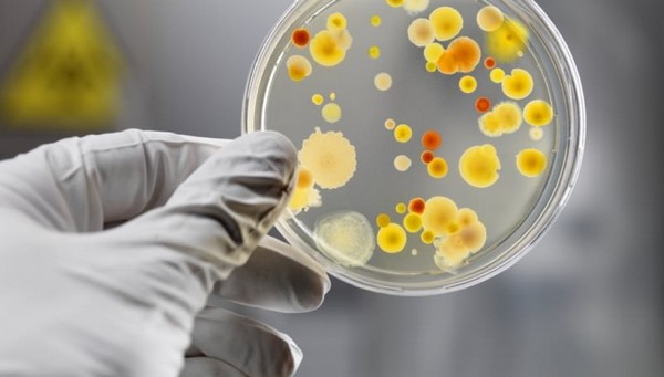 У Львові поблизу численних стихійних звалищ вирує тиф