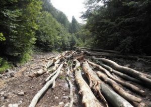 Лісам Прикарпаття завдали збитків на 5 мільйонів, а штрафів виписали на 22 тисячі